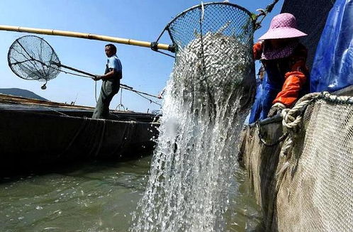 江苏 下月起太湖进入10年退捕期,收回渔业生产者捕捞权