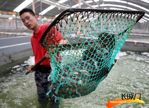 工人们在河北省黄骅市一家渔业养殖企业的养殖池内捕捞石斑鱼.