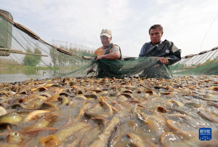 10月28日,唐山市丰南区一生态水产养殖基地养殖户在鱼塘捕捞泥鳅.