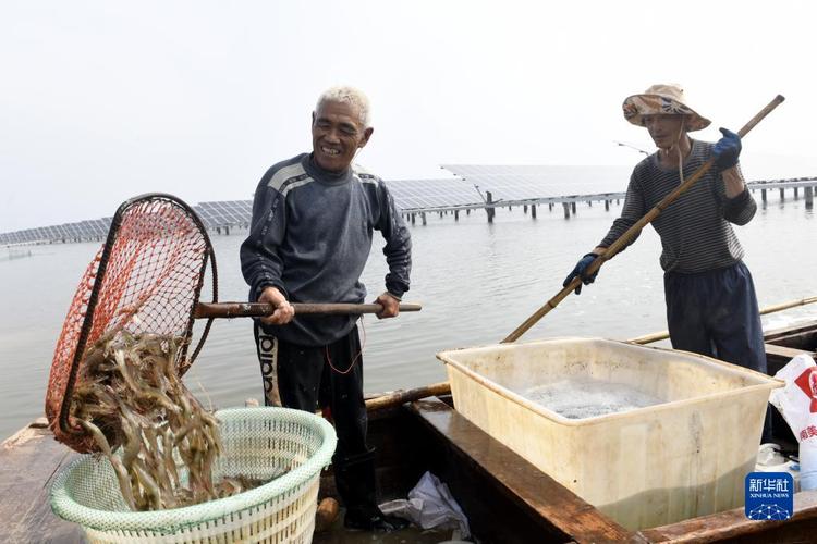 8月21日,工作人员在"渔光一体"产业园盐田虾养殖区捕捞盐田虾.