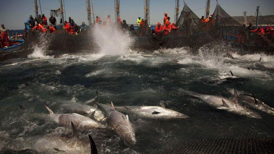 渔业国家增加大西洋蓝鳍吞拿鱼捕捞限额