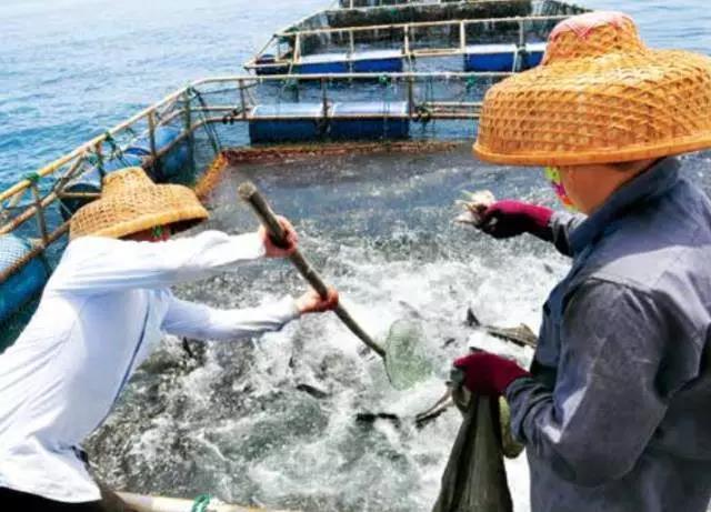 深远海养殖——渔业最具发展潜力的产业